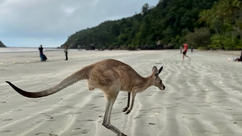Kangaroo on the beach at Cape Hillsborough