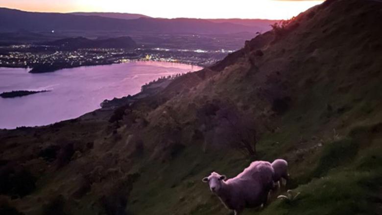 Sheep at Roy's Peak