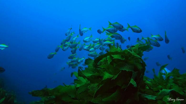 Damselfish 