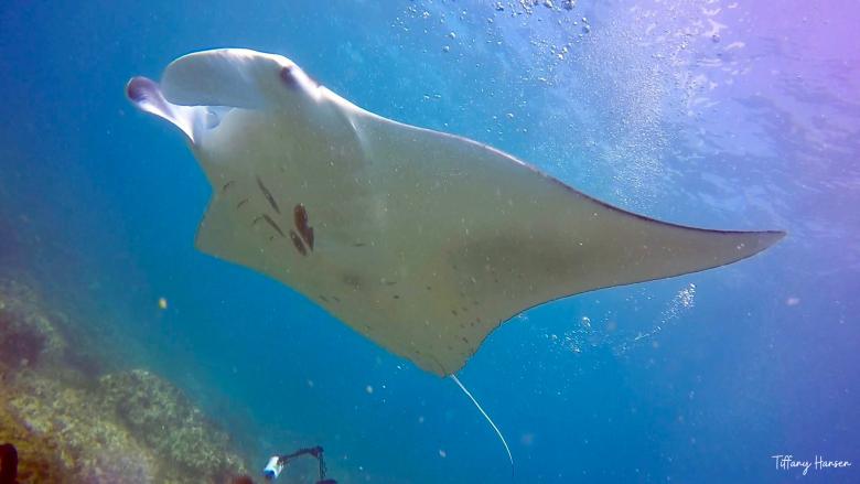 Manta ray