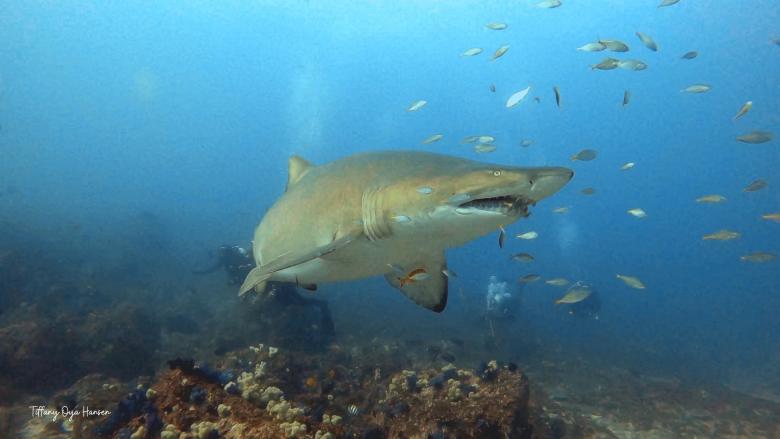 Shark swimming among fish