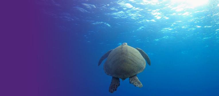 Seeing a turtle while scuba diving